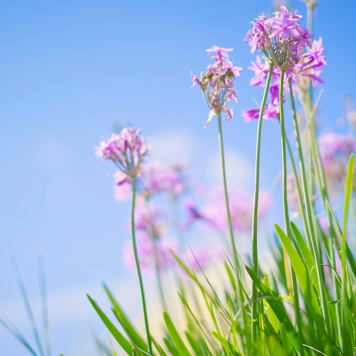 Italian Polka - Violin Arrangement