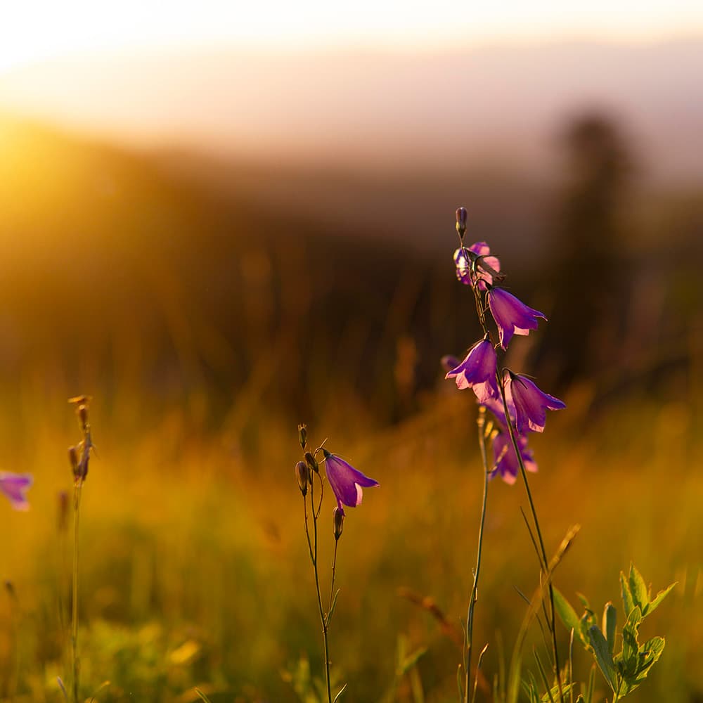 Relaxing Classical Violin Music