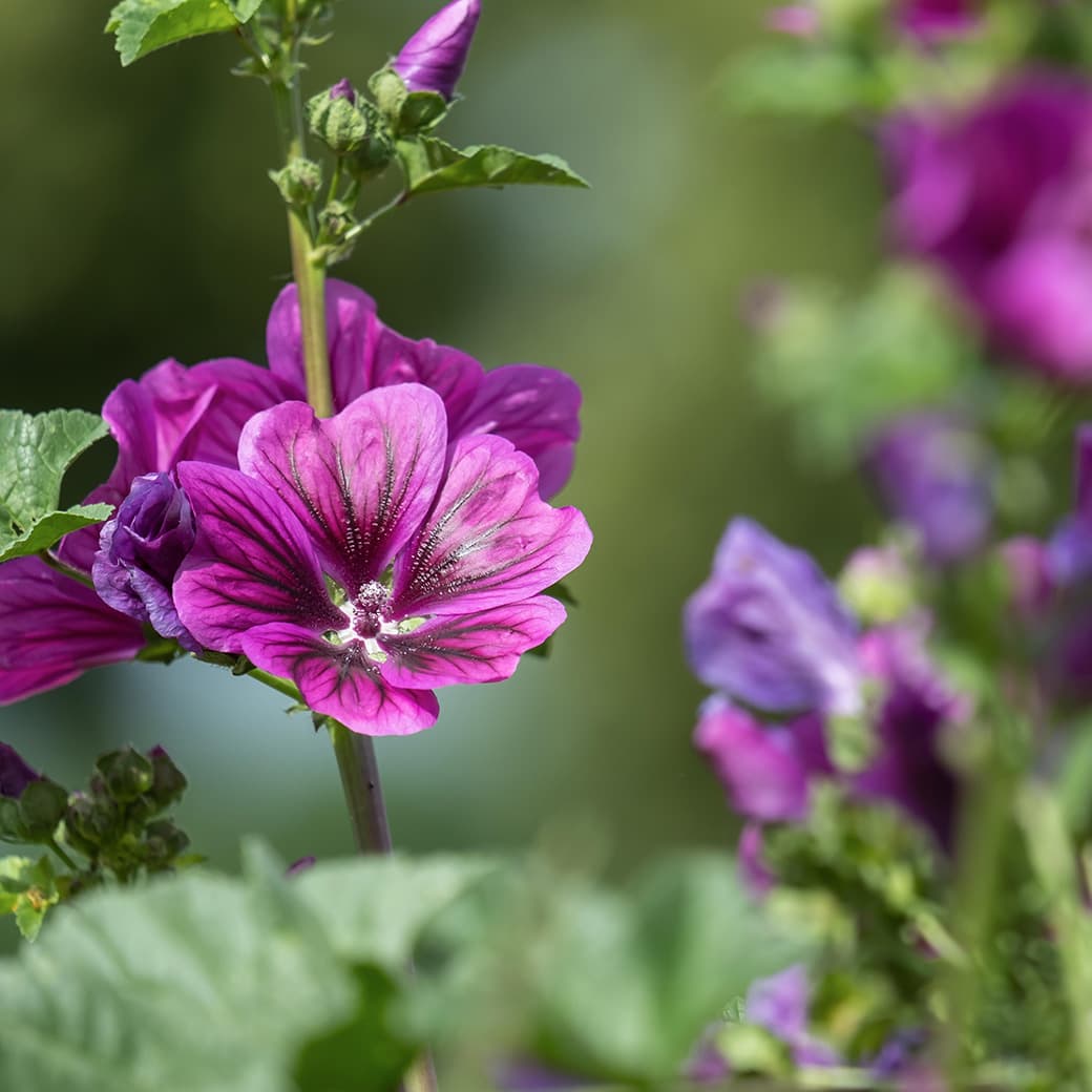 Introduction and Rondo Capriccioso, Op. 28