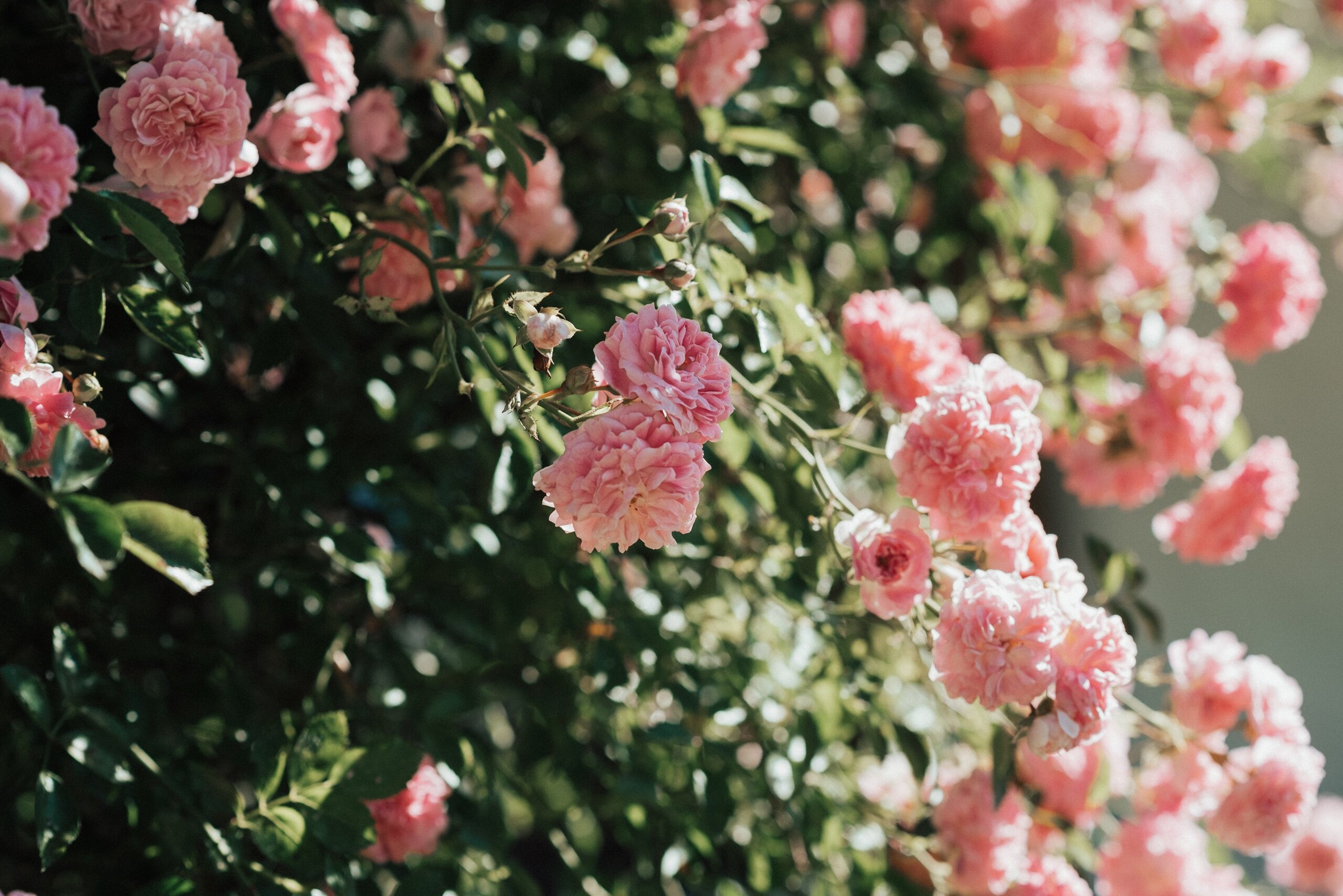 6 Little Preludes: No 4 in D Major, BWV 936