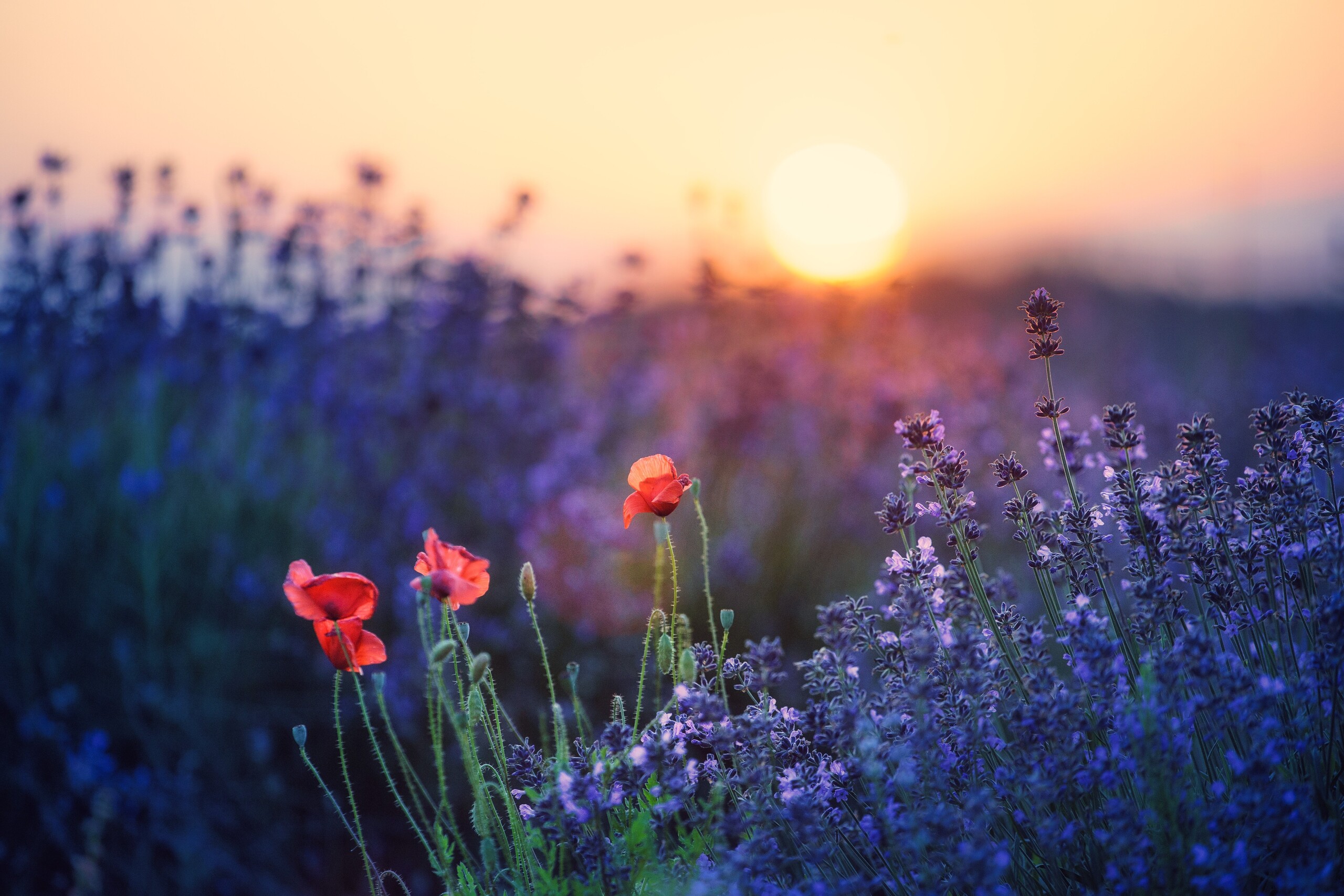 Violin Concerto No. 3 in G Major, K 216: III. Rondeau