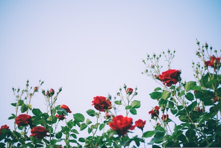 Elegant Classical Music